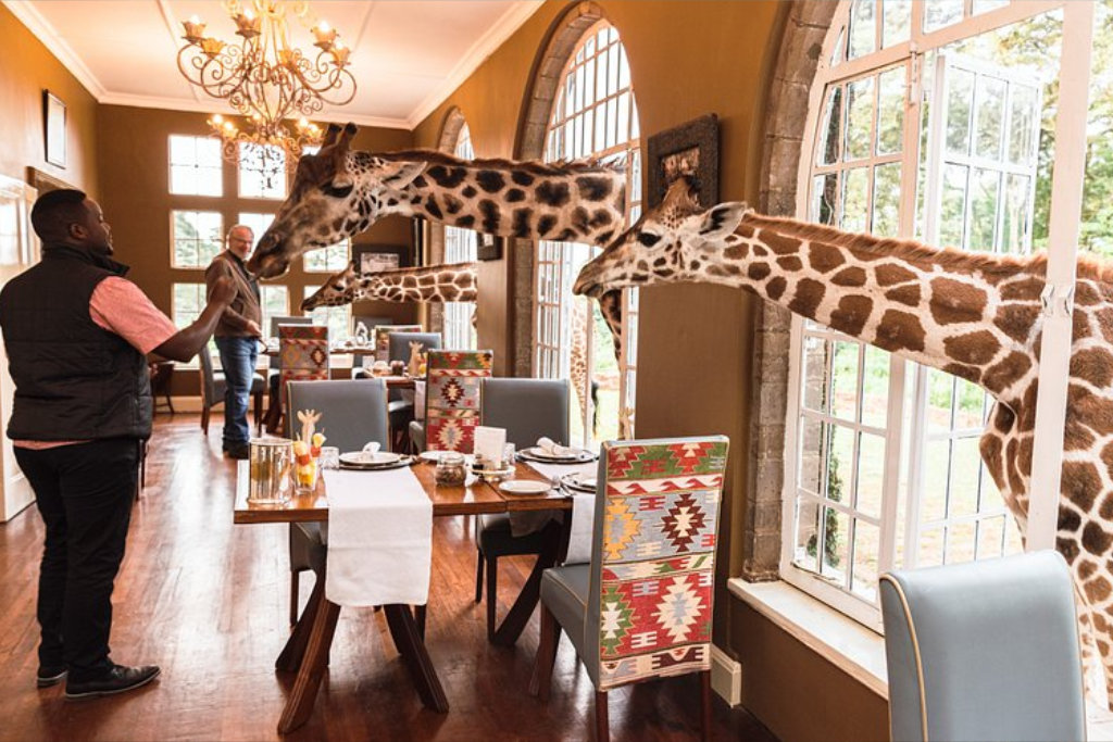 Giraffe Manor Kenia